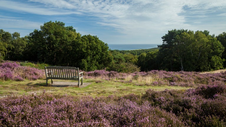 Looking towards the sea from the heath covered in purple lavender in August at West Runton, Norfolk